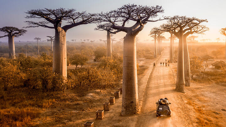 A bird's perspective of a wide dirt road early in the morning with tall baobab trees towerin on both sides 